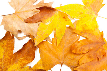 Autumn Leaves isolated on white