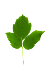 Green leaf