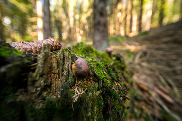 mushrooms in the autumn forest