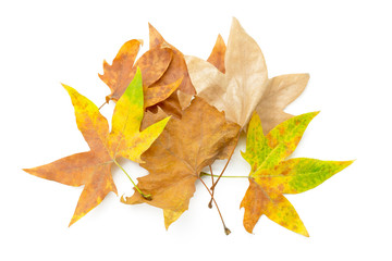 colorful autumn leaves isolated on white background