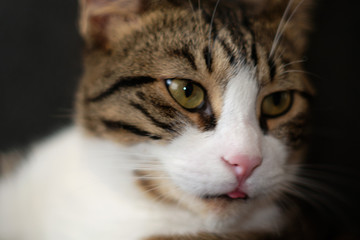 portrait of a black and white cat