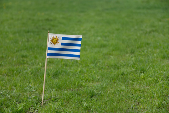 Uruguay  flag,  Uruguayan flag on a green grass lawn field background. National flag of Uruguay waving outdoors	