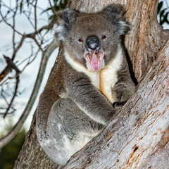 Wild koala on a tree while yawning