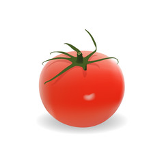 Vector illustration of big ripe red fresh tomato isolated on white background. Realistic vector illustration