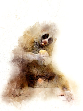 Abstract Beautiful Slow lorises, Lorises, Nycticebus or Kukang on watercolor painting background.