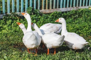 A flock of domestic white geese grazing on a green grass near the village fence