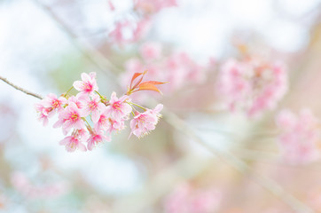Close-up wild Himalayan Cherry Blossom branch in spring season on mountain in forest, selective focus