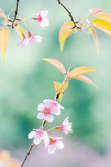 Close-up wild Himalayan Cherry Blossom branch in spring season on mountain in forest, selective focus