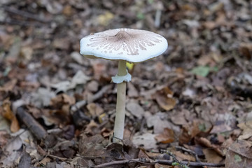 young parasol mushroom and dried leaves in forest, autumn