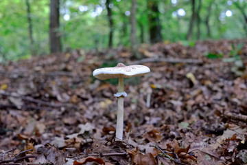 young parasol mushroom and dried leaves in forest, autumn