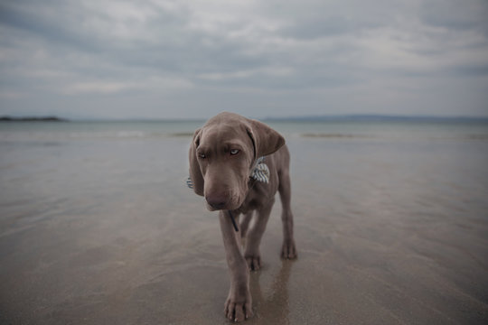 Puppy walking on the beach