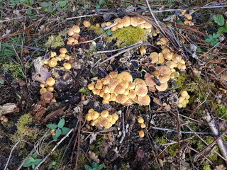 Champignons non comestible