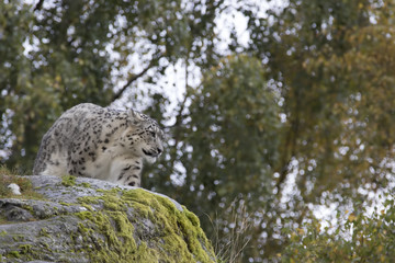 snow leopard portrait with background sitting, standing