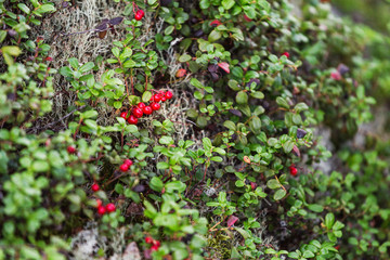 Branches of wild cranberry or foxberry in taiga forest