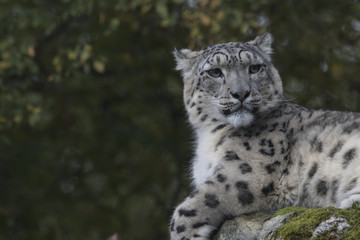 Fototapeta na wymiar snow leopard portrait with background sitting, standing
