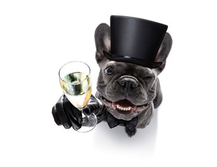 happy new year dog celberation