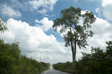 Road ahead was long and straight. There were forests on both sides. There was only one tall tree on the side of the road. Under the sky and white clouds. at Nikompattana Rayong Thailand.