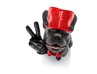 happy new year dog celberation