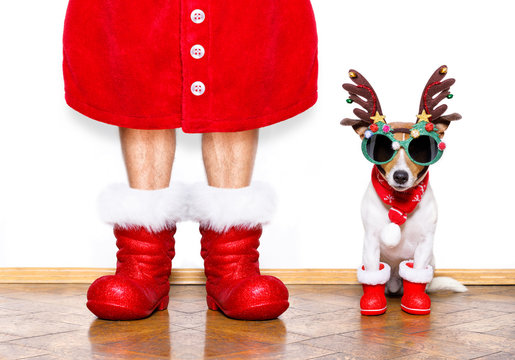 christmas santa claus dog