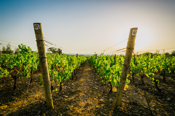 Rows of vineyards in tuscany