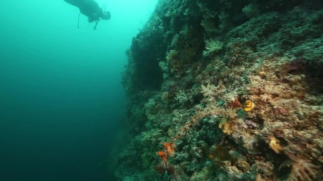 Scuba diver exploring reef wall at Mabul Island, Borneo 