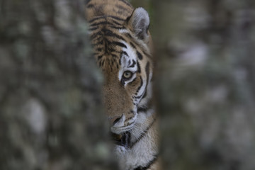Obraz premium amur tiger portrait looking forward between trees