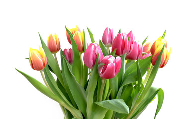 Tulips of multi-color bunch isolated 
