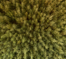 Birch trees from above2