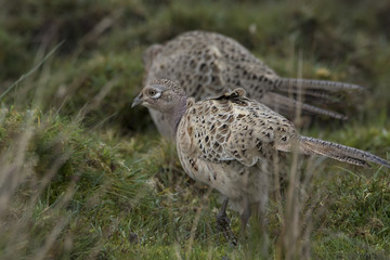 female pheasant portrait in grass