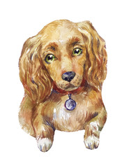 watercolor cocker spaniel dog
