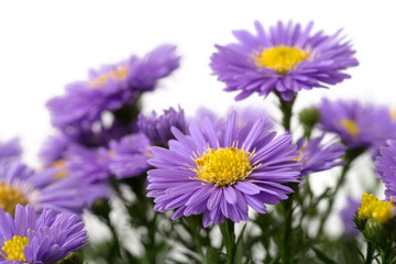 Aster novi-belgii