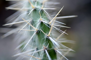 Stacheliger Kaktus