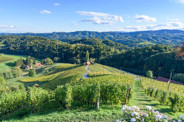 Famous Heart shaped wine road in Slovenia, vineyard near Maribor