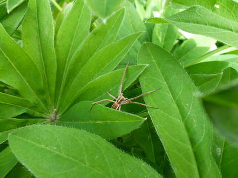 Araign&eacute;e