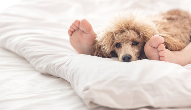 Woman Feet On The Bed With Poodle Dog.