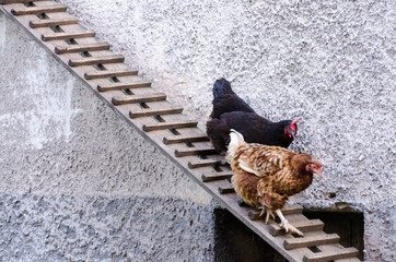 Hens leaving their coop © Jan Rozehnal