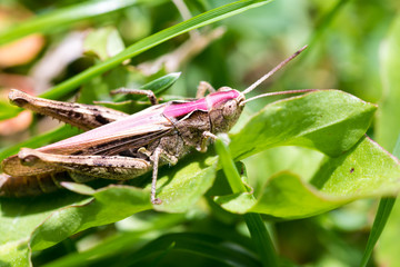 Macro shot of big brown grasshopper