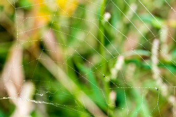Spider web with many drops of water