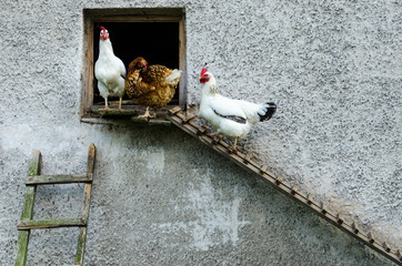 Hens leaving their coop © Jan Rozehnal