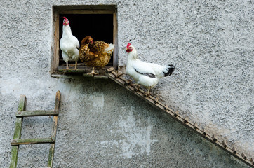 Hens leaving their coop