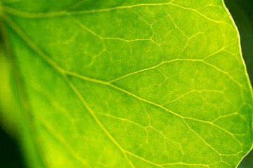Detail of leaf of green plant
