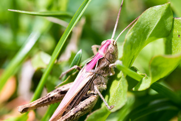 Macro shot of big brown grasshopper
