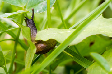 Small snail crewling in green fresh grass
