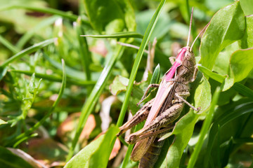 Macro shot of big brown grasshopper