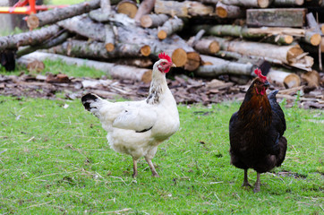 Hens walking on dirty ground on a farm