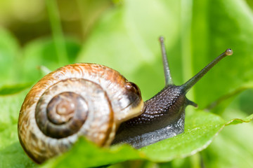 Small snail crewling in green fresh grass