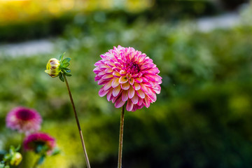 Obraz premium Dalia Seniors Hope