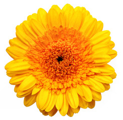 Yellow gerber flower, isolated