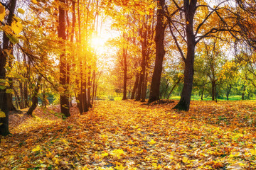 Fototapeta premium Alley in the sunny autumn park