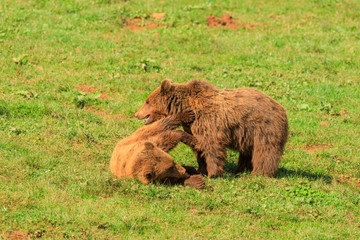 Bears in the meadow
